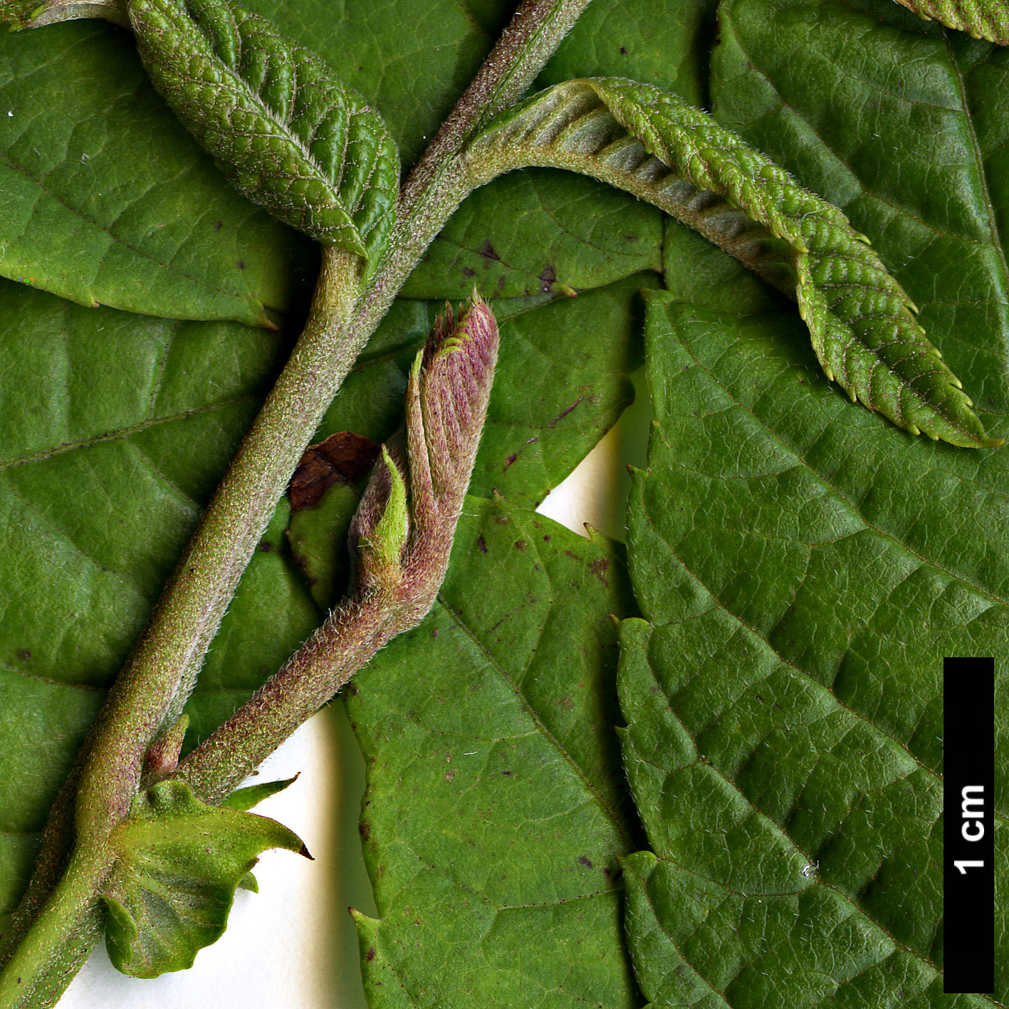 High resolution image: Family: Juglandaceae - Genus: Rhoiptelea - Taxon: chiliantha